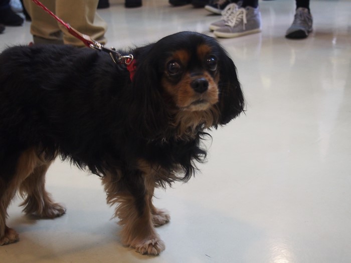 King Charles Spaniel on a leash