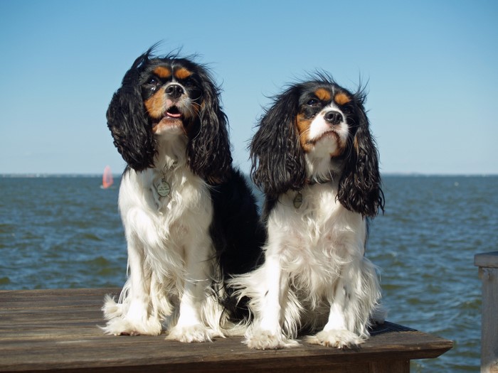 Two Cavalier King Charles Spaniels sitting on a wooden dock