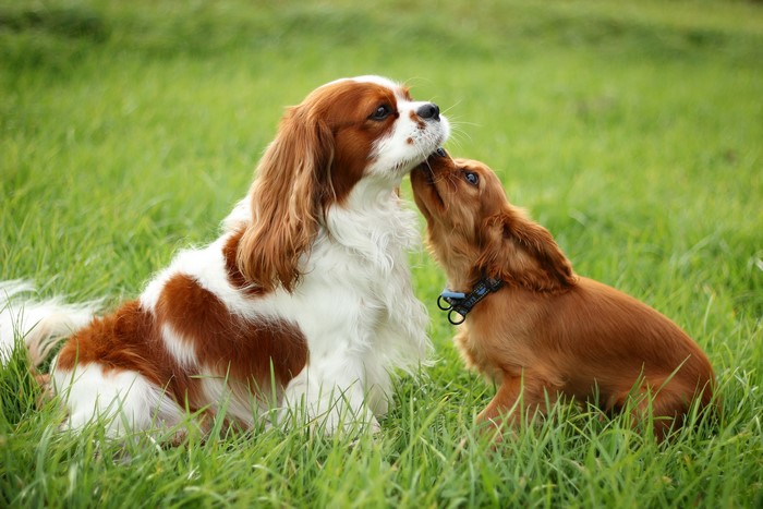Two dogs playing in the grass