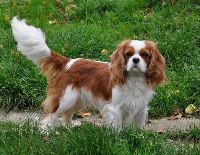 Cavalier King Charles Spaniel dog in grass