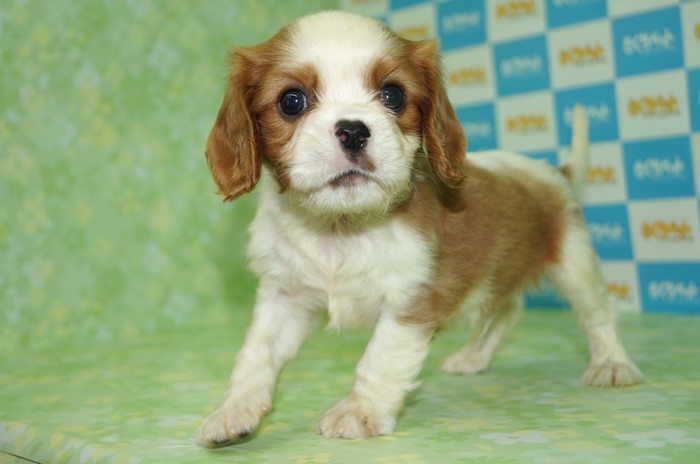 Cavalier King Charles Spaniel Puppy