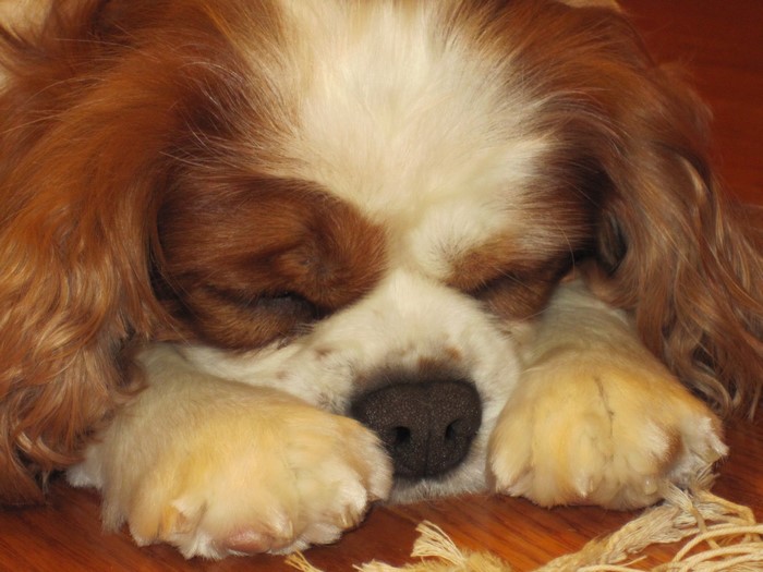 Cavalier King Charles Spaniel sleeping on wooden floor