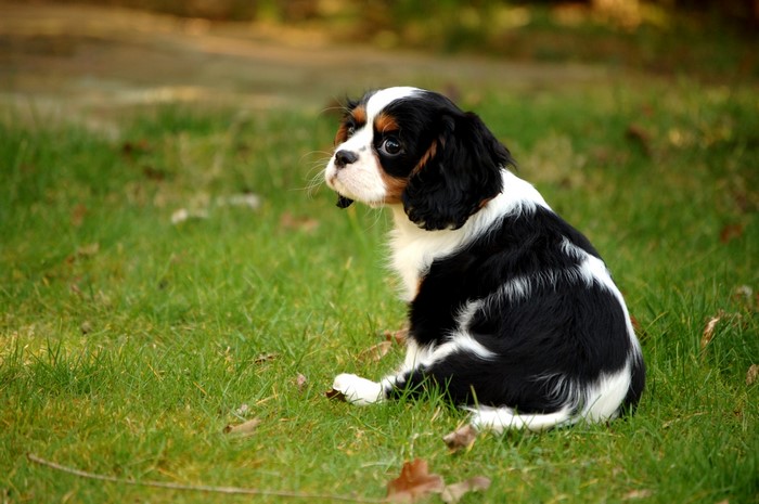 Tricolor Cavalier King Charles Spaniel puppy sitting on grass