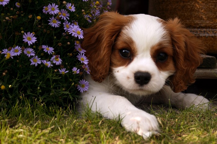 Cavalier King Charles Spaniel puppy peeking through flowers