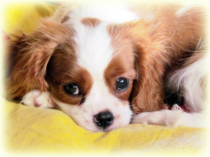 King Charles Spaniel dog looking up