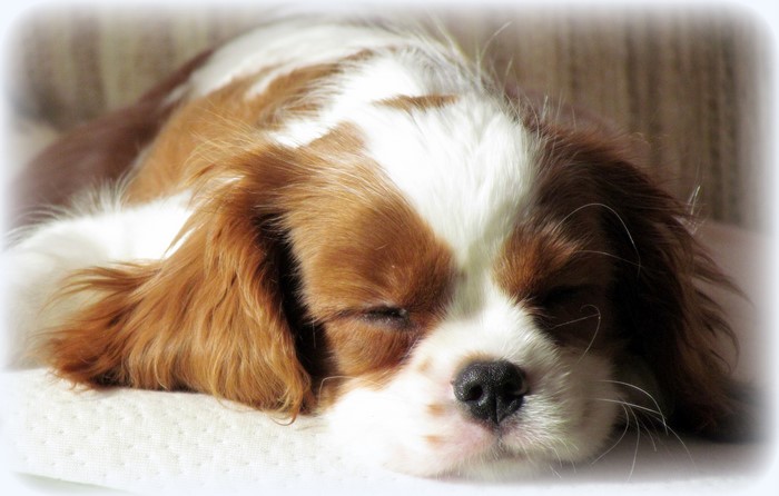 4K King Charles Spaniel Dog Sleeping