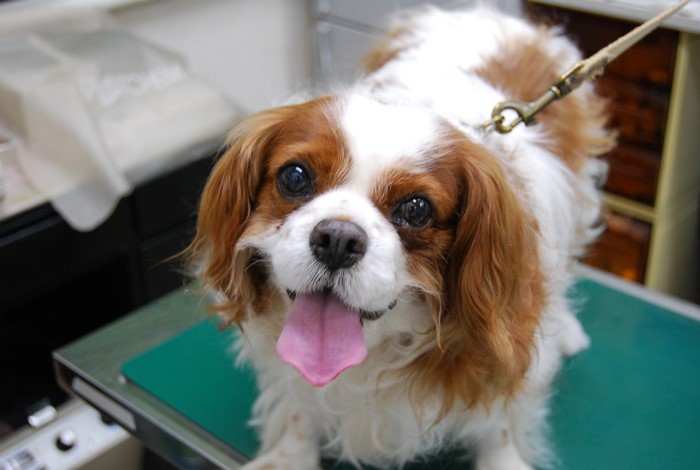 Cavalier King Charles Spaniel with tongue out