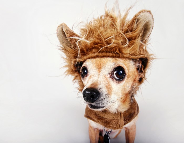 Chihuahua wearing a lion mane hat