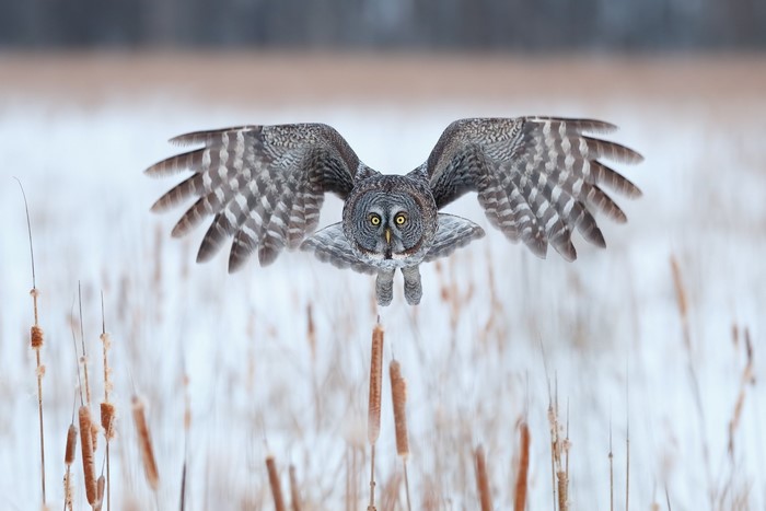 Great Grey Owl in flight over cattails