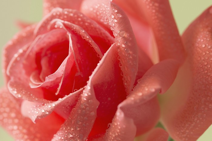 Close-up of a pink rose with water droplets