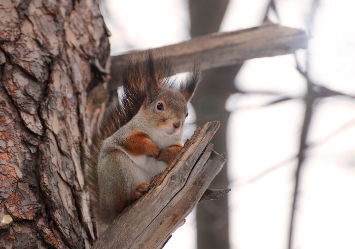 Red squirrel sitting on a tree branch