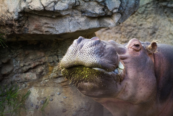 Hippos head with green food on mouth