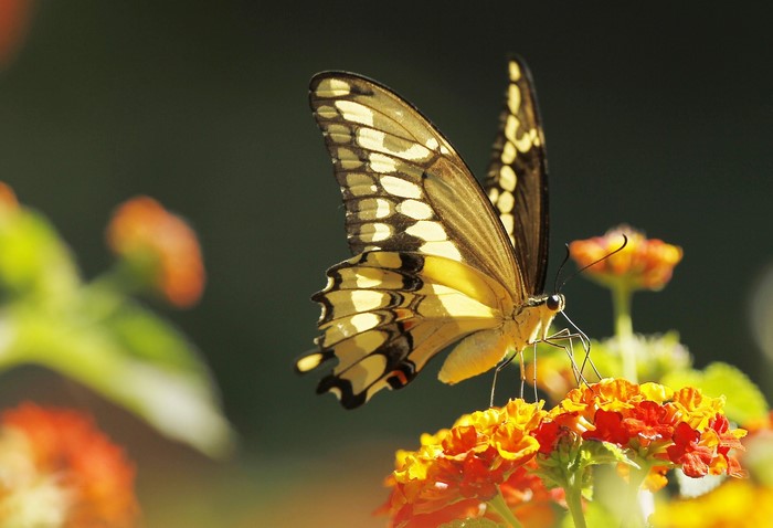 Yellow and black butterfly on orange and yellow flowers