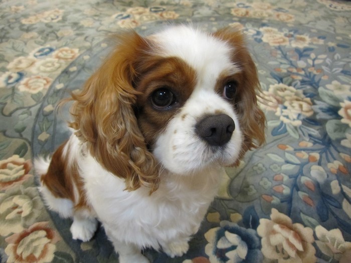 Cavalier King Charles Spaniel dog sitting on a floral carpet