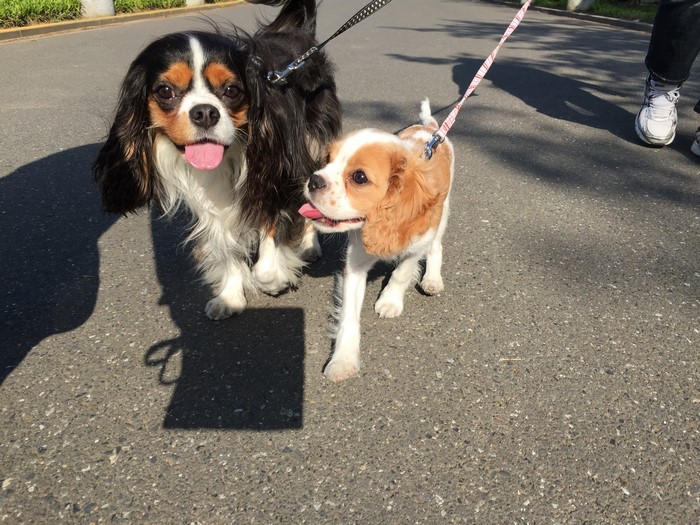 Two King Charles Spaniels on a Leash