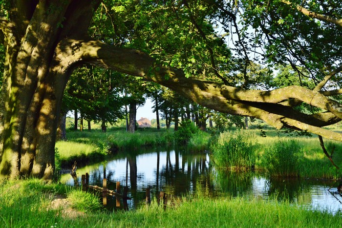 Pond and trees with a house in the distance