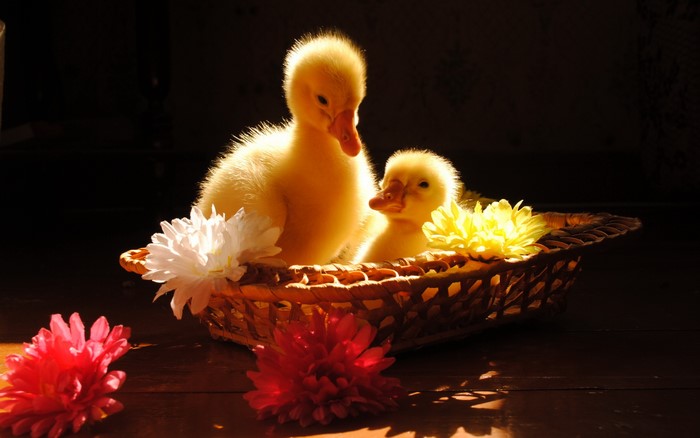 Two ducklings in a wicker basket with flowers
