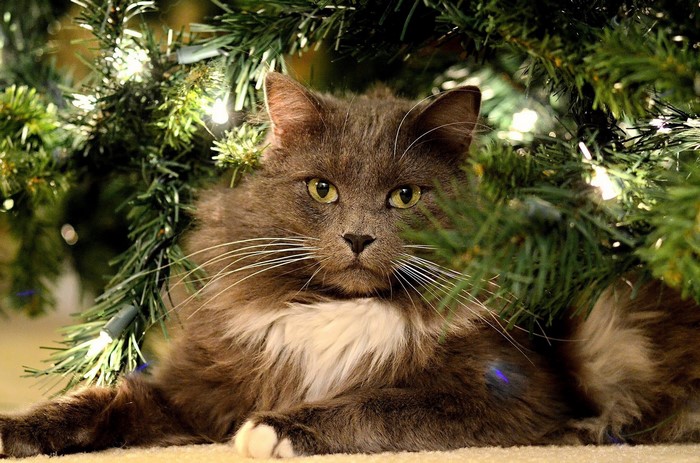 Fluffy gray cat with white chest under a Christmas tree