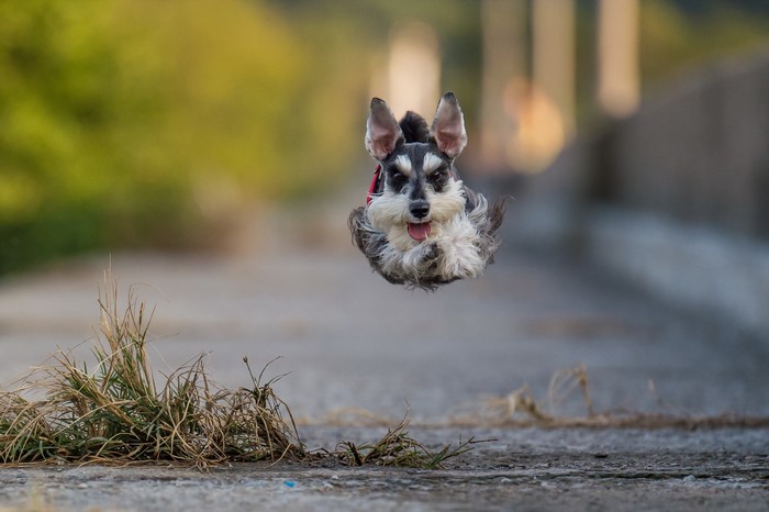Miniature Schnauzer dog jumping mid-air