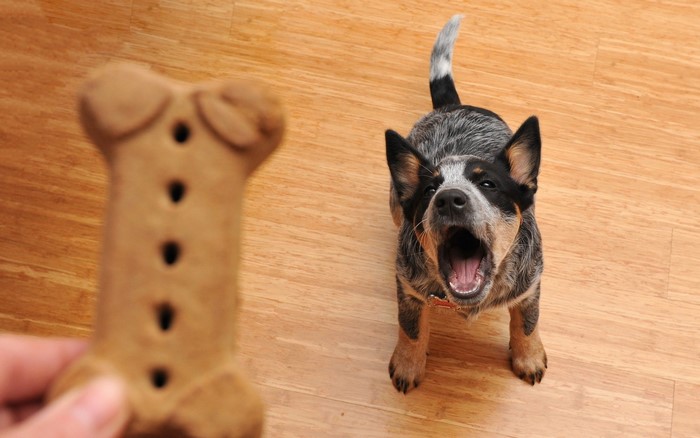 Australian Cattle Dog puppy wants a bone