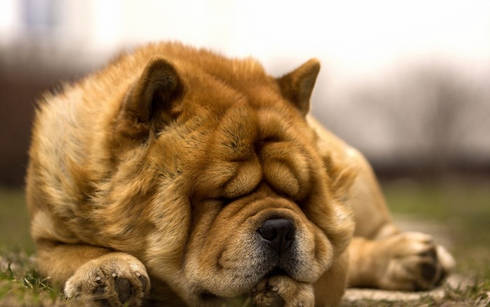 Chow Chow dog sleeping on grass