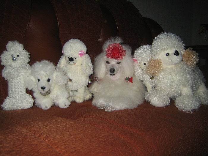 White Poodle Toys and a Real Poodle on a Couch