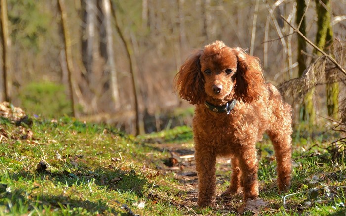 Brown poodle standing in a forest