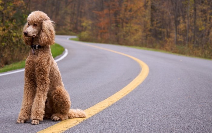 Poodle sitting on a road in autumn