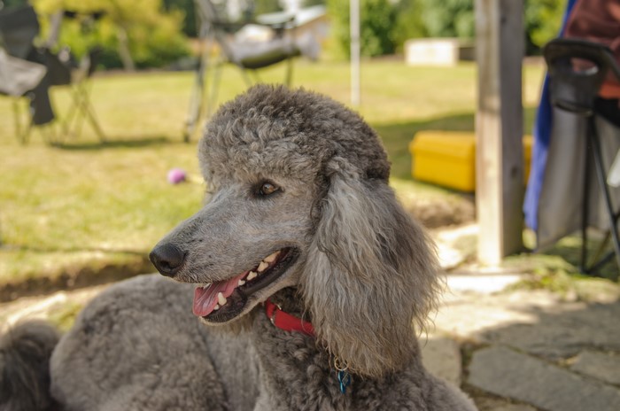 Grey Poodle Dog with Red Collar