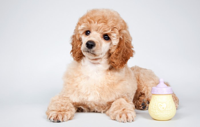 Poodle puppy with a baby bottle