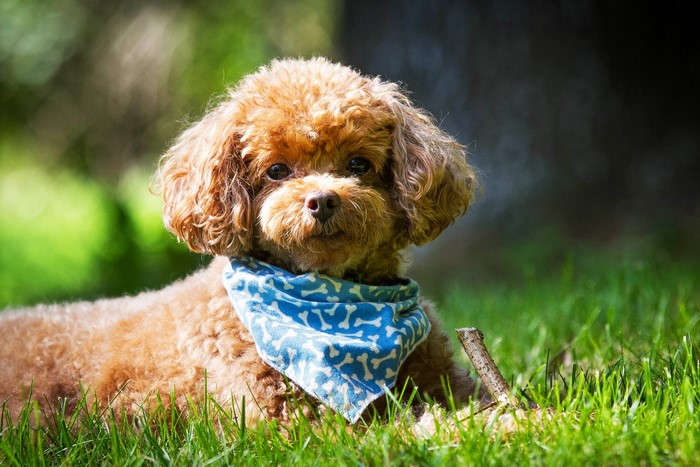 Brown poodle wearing a blue bandana in grass