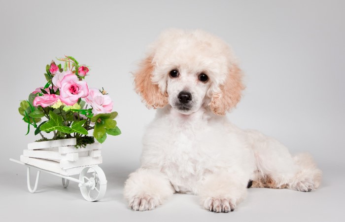 White Poodle puppy with pink roses in a cart