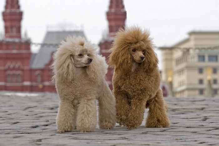 Two Poodles in front of historical buildings
