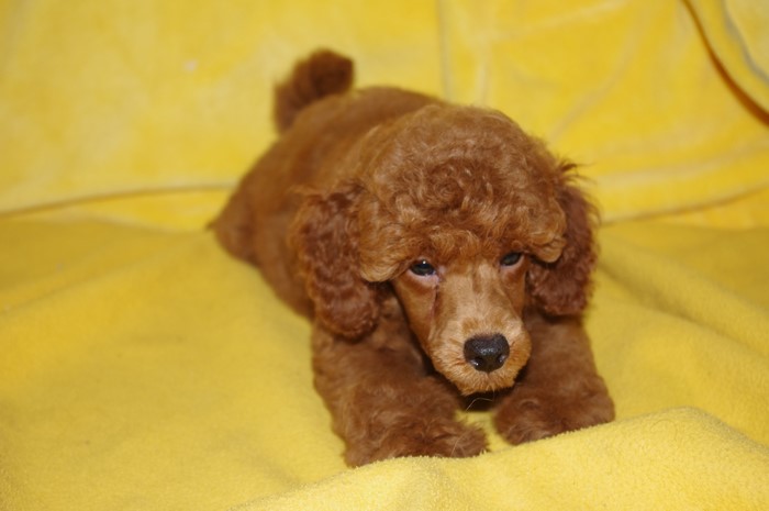 Red Poodle Puppy on Yellow Blanket