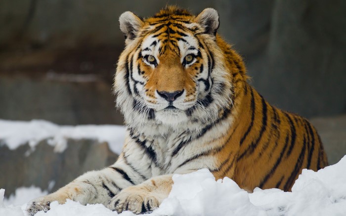 Majestic Tiger Resting in Snow 4K