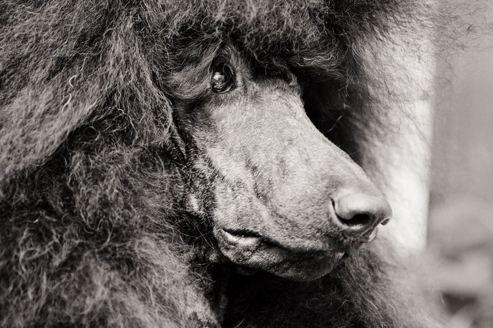 Closeup of a Poodle's face