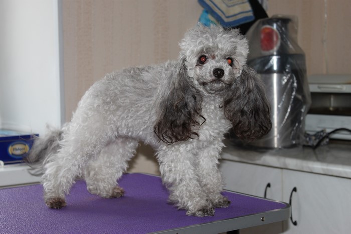 Grey Poodle Dog Standing on a Table