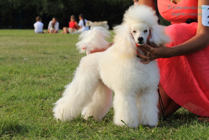 White Poodle on Grass with People in Background