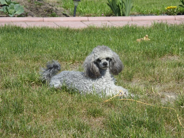 Gray Poodle lying on green grass