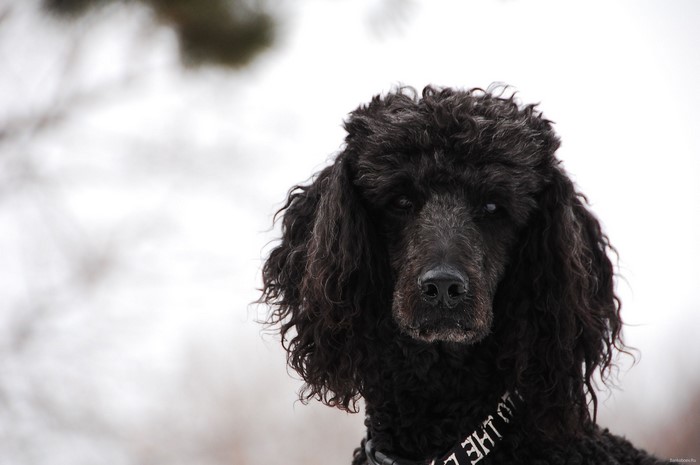 Black Poodle dog with curly fur