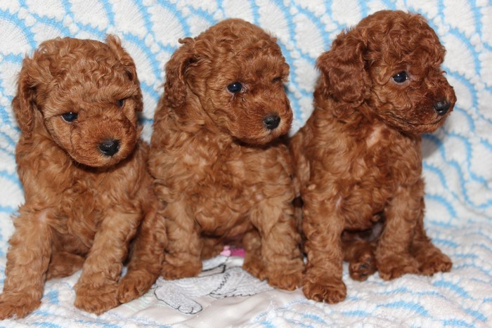 Three adorable toy poodle puppies
