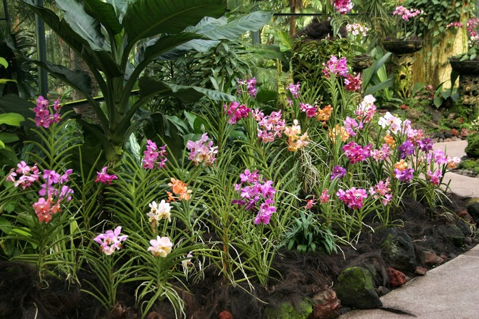 Orchid Garden in Singapore
