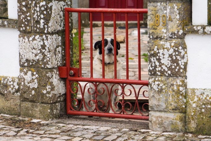 Dog behind a red gate