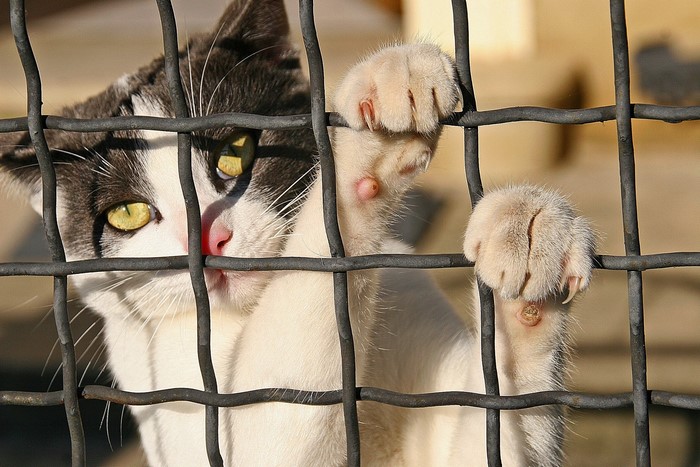Cat behind a fence with paws on bars
