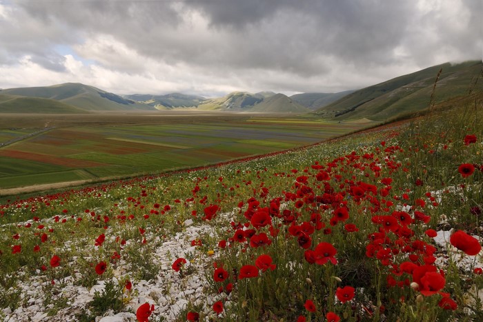 Field of poppies with mountains and clouds