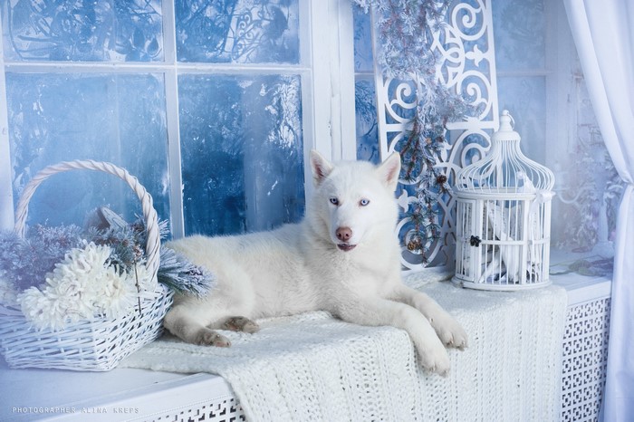 White Husky dog by a window with a basket