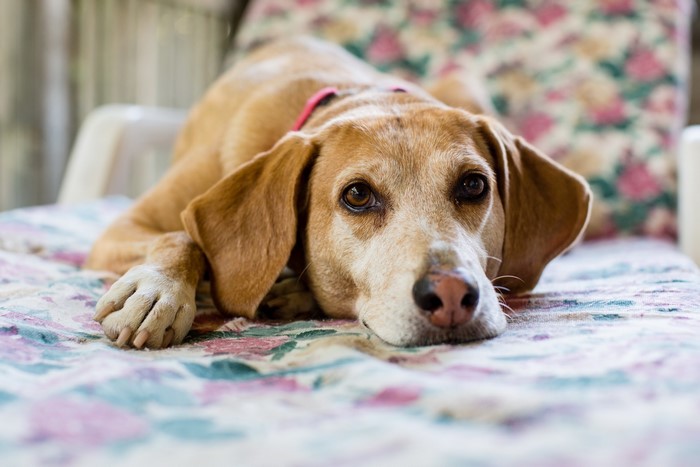 Brown dog lying on a floral couch