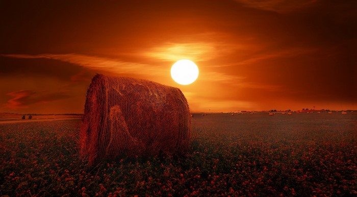 Hay bale in a field at sunset