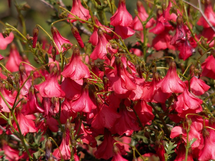 Many pink bell-shaped flowers on a bush