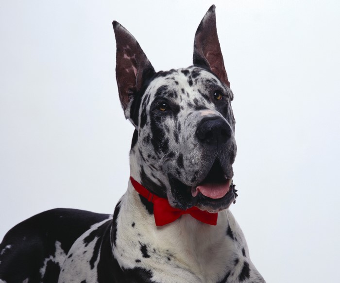 Harlequin Great Dane wearing a red bow tie